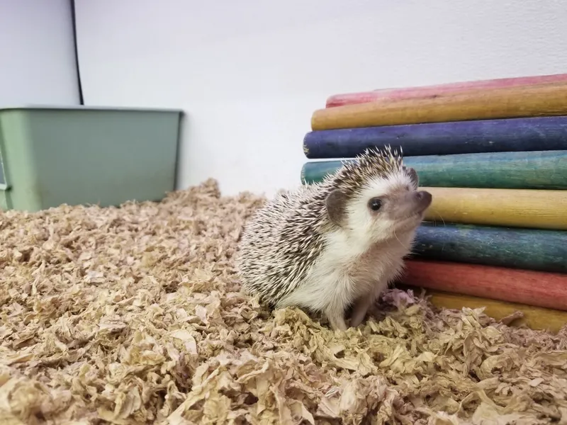 Hedgehog in their enclosure